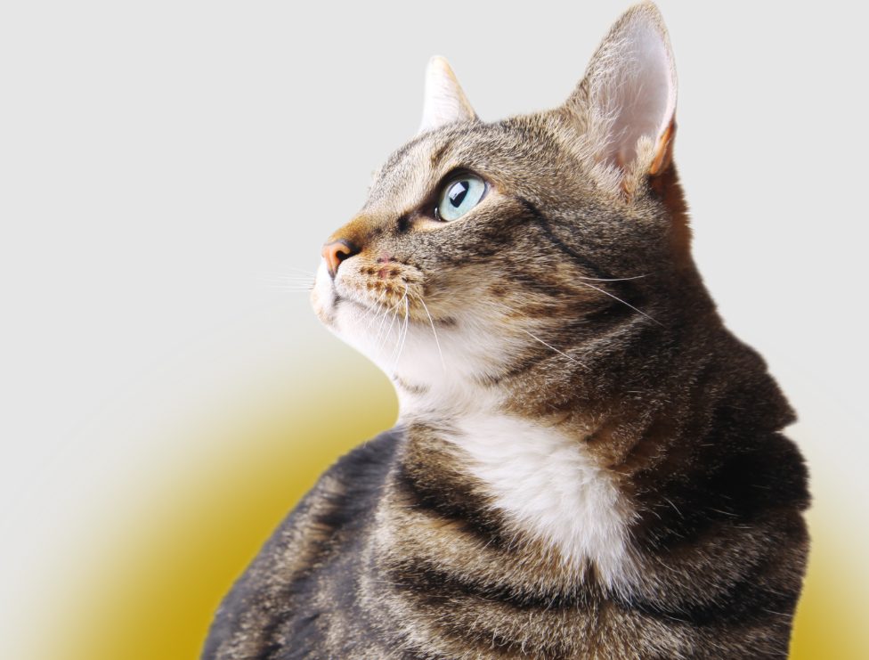 The Humane Society for Tacoma & Pierce County