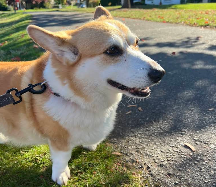 Wandering Woof in Tacoma, WA